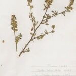 Ononis diffusa Other