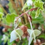 Begonia hirtella Frugt