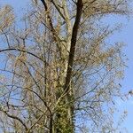 Populus x canadensis Altul/Alta