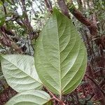 Xylosma gigantifolia