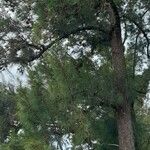 Casuarina cunninghamiana عادت داشتن