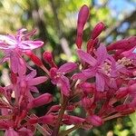 Fuchsia arborescens 花