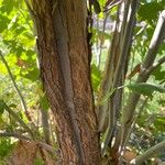 Platanus orientalisCasca