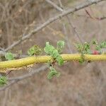 Commiphora schimperi برگ