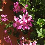 Pelargonium peltatum Fleur