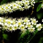 Prunus serotina Flor