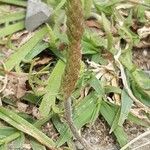 Plantago weldenii Fruit