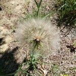 Tragopogon dubius 果実