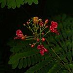 Caesalpinia pulcherrima Žiedas