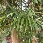 Podocarpus neriifolius Leaf