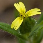 Madia gracilis Flor