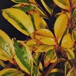 Cleyera japonica Blatt