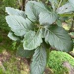 Sorbus mougeotii Hoja