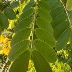 Senna surattensis Hoja
