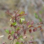 Porophyllum punctatum Fruit