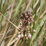 Allium savii Fruto