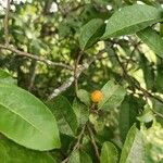 Casearia corymbosa Frukt