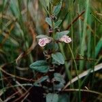 Scutellaria racemosa عادت داشتن