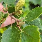 Betula humilis Fruto