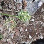 Trifolium stellatum Лист