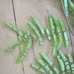 Pseudopiptadenia psilostachya Yaprak