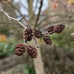 Alnus incana Fruchs