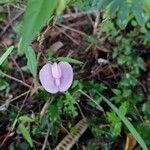 Centrosema virginianum Flower