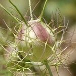 Nigella damascena Άλλα