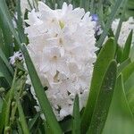 Hyacinthus orientalisFlor