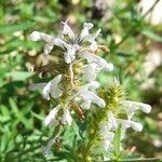 Nepeta podostachys Flower