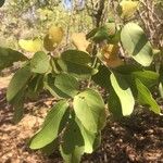 Combretum collinum Hostoa