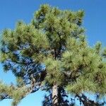 Pinus arizonica Elinympäristö