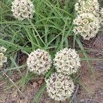 Asclepias asperula Flower