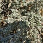 Artemisia tridentata Ліст