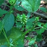 Agastache nepetoides Hábito