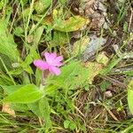 Silene × hampeana Blüte