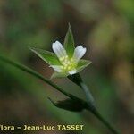 Moenchia erecta Flor