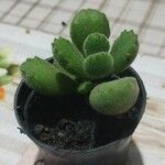 Cotyledon tomentosa Hoja