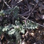 Phacelia affinis موطن