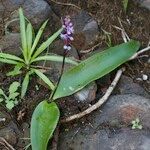 Scilla haemorrhoidalis Habit