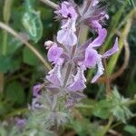 Stachys marrubiifolia Flor