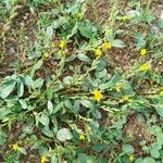 Zornia latifolia Folla