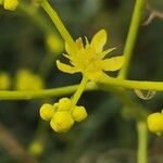 Haplophyllum tuberculatum Flor