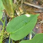 Alisma plantago-aquaticaFolla