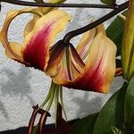 Lilium lancifolium Žiedas
