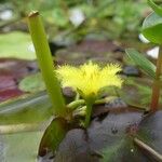 Nymphoides thunbergiana Flors