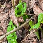 Arum maculatum Folha