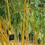 Phyllostachys vivax Kéreg