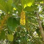 Lophanthera lactescens Flor