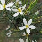 Ricinocarpos pinifolius Bloem